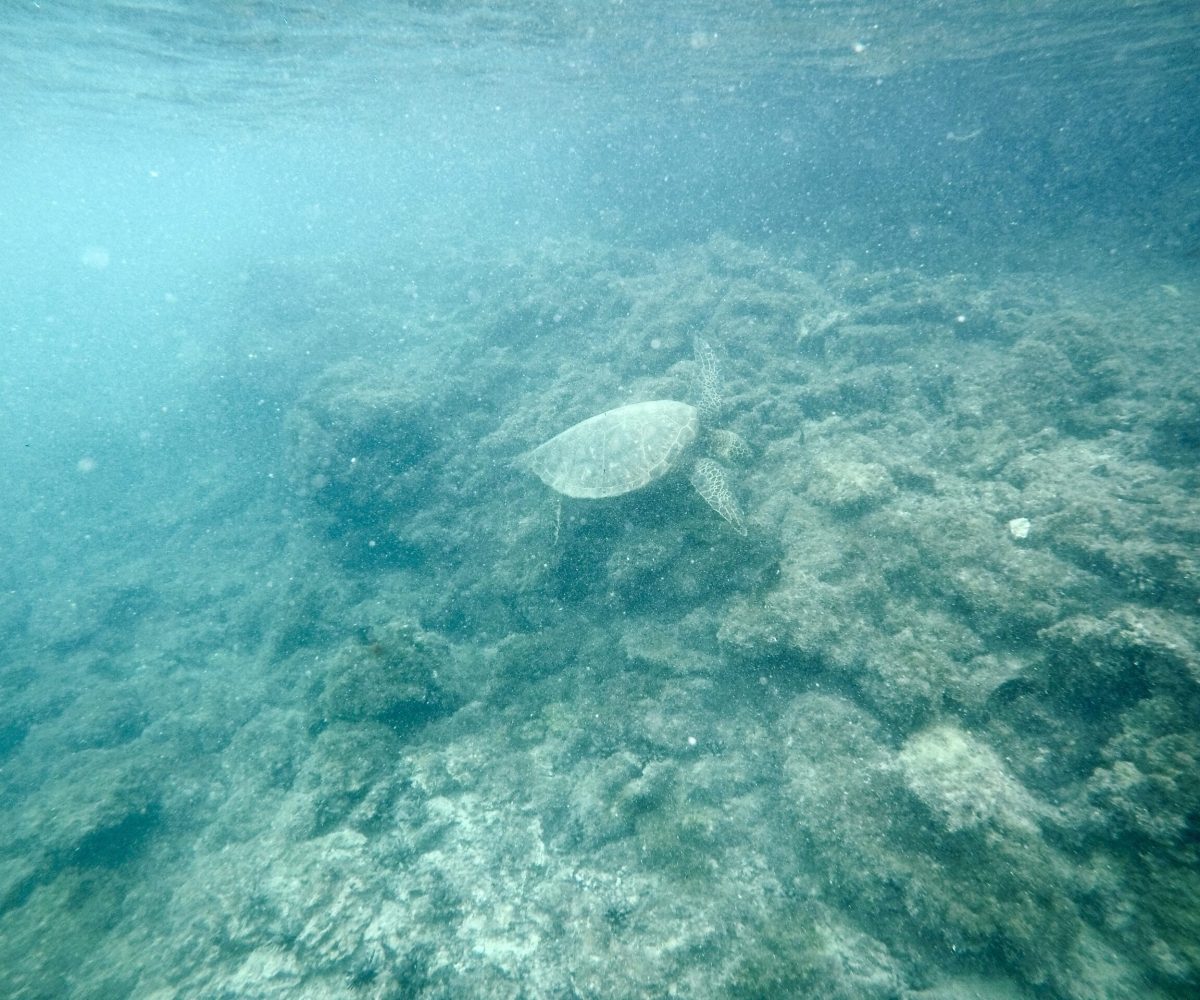 DCIM100GOPROGOPR0917.JPG