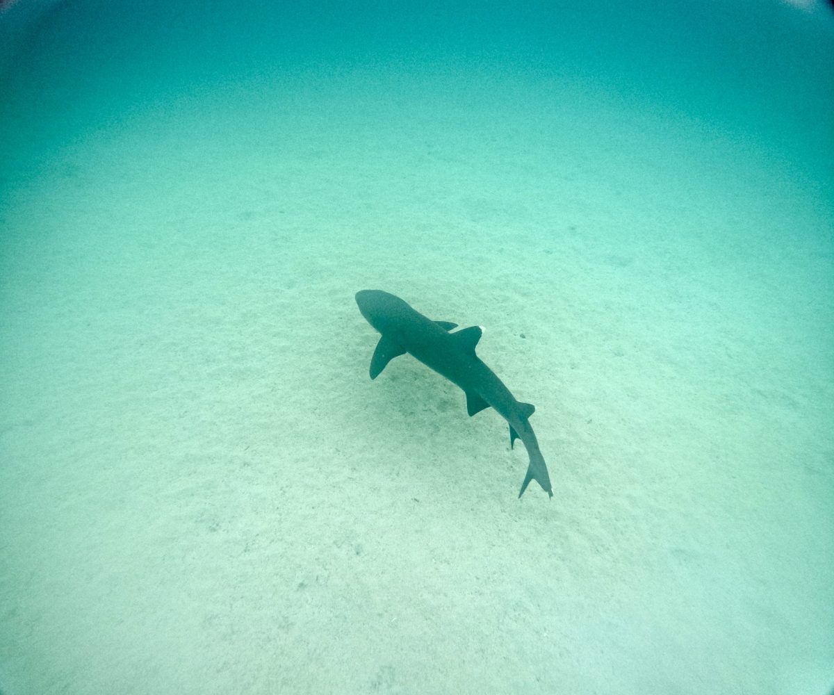 DCIM100GOPROGOPR2511.JPG